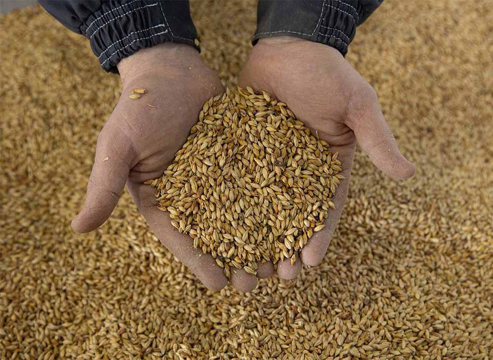 Malt Your Own Barley